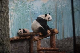 Китайская делегация с рабочим визитом посетила Московский зоопарк. Фото: Алексей Кочубей, «Вечерняя Москва»