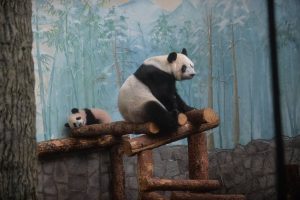 Китайская делегация с рабочим визитом посетила Московский зоопарк. Фото: Алексей Кочубей, «Вечерняя Москва»