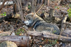 Евразийского волка привезли в Московский зоопарк. Фото: пресс-служба Департамента культуры города Москвы