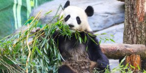 За шефство над животными из Московского зоопарка можно получить повышенные баллы программы лояльности «Миллион призов». Фото: пресс-служба Департамента культуры города Москвы