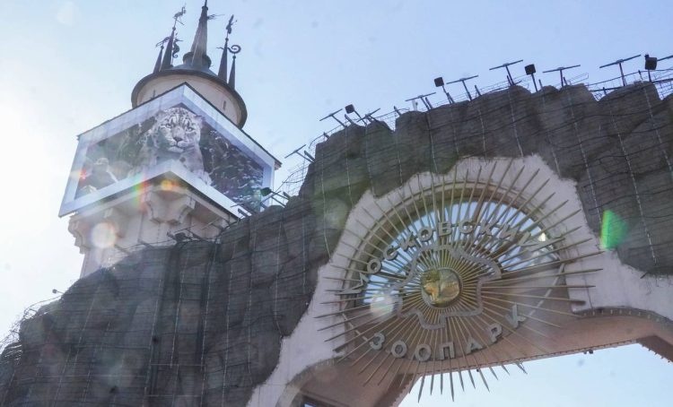 Манул Тимофей перешел на сумеречную активность в Московском зоопарке. Фото: Ксения Догонашева, «Вечерняя Москва»