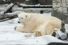 День полярного медведя проведут в Московском зоопарке. Фото: пресс-служба Департамента культуры города Москвы