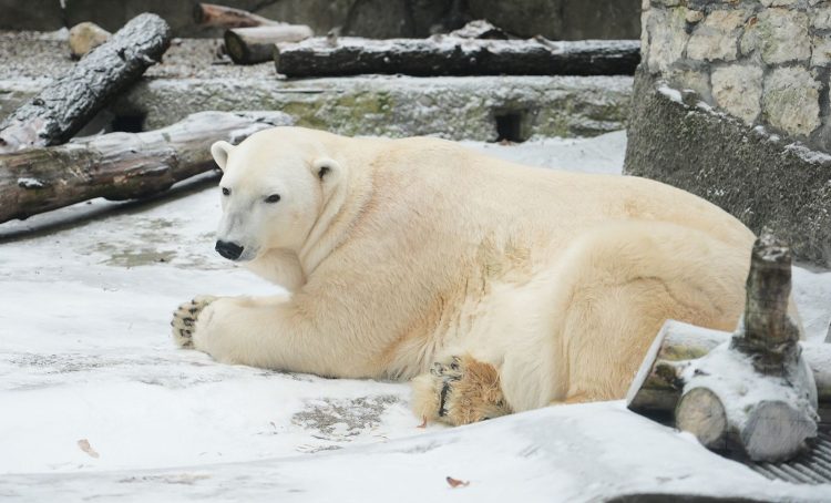 День полярного медведя проведут в Московском зоопарке. Фото: пресс-служба Департамента культуры города Москвы