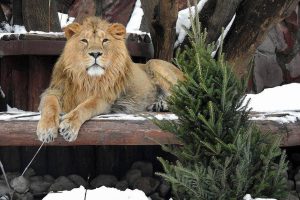 Ряд экологических программ реализует столичный зоопарк. Фото: пресс-служба Департамента культуры города Москвы