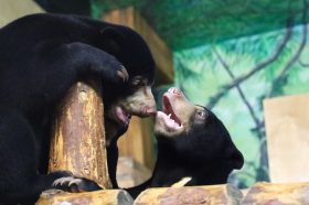 Познавательную викторину могут пройти зрители эфиров из Московского зоопарка. Фото: пресс-служба Департамента культуры города Москвы