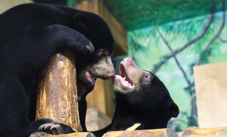 Познавательную викторину могут пройти зрители эфиров из Московского зоопарка. Фото: пресс-служба Департамента культуры города Москвы